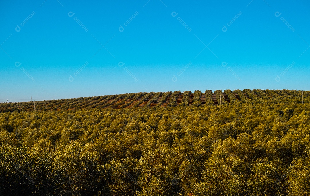 Bela vista da plantação de oliveiras na Espanha.