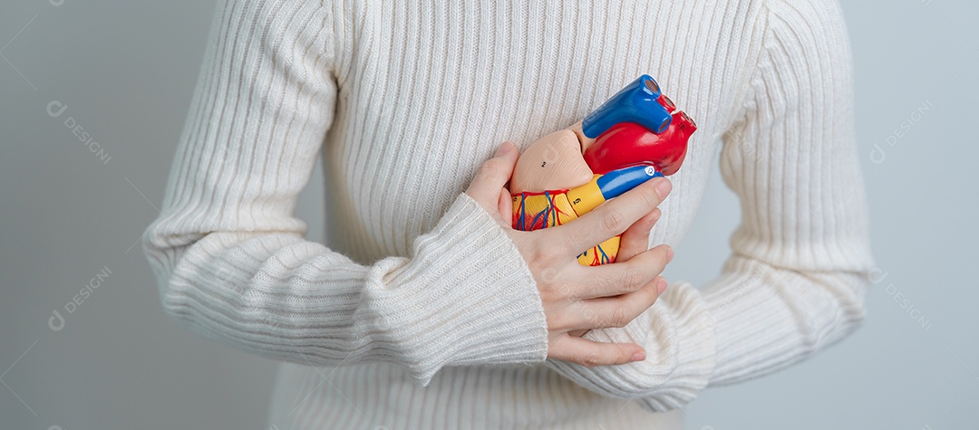 Mulher segurando modelo de coração humano. Doenças cardiovasculares, aterosclerose, coração hipertenso, coração valvular, janela aortopulmonar, dia mundial do coração e conceito de saúde