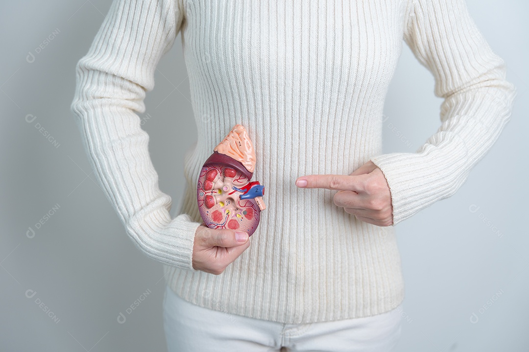 mulher segurando rim humano anatômico modelo de glândula adrenal. doença do sistema urinário e pedras, câncer, dia mundial do rim, rim crônico e conceito de dia do doador de órgãos