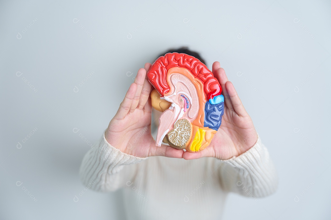 Mulher segurando modelo de cérebro humano. Dia mundial do tumor cerebral, derrame cerebral, demência, alzheimer, parkinson e conceito mundial de saúde mental