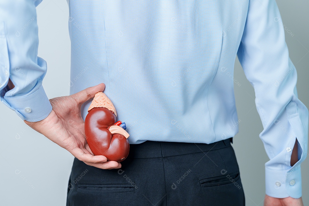 Homem segurando rim humano anatômico modelo de glândula adrenal. doença do sistema urinário e pedras, câncer, dia mundial do rim, rim crônico e conceito de dia do doador de órgãos