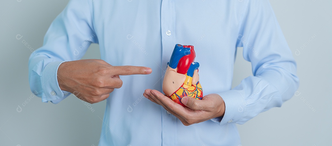 homem segurando o modelo de coração humano. Doenças cardiovasculares, aterosclerose, coração hipertenso, coração valvular, janela aortopulmonar, dia mundial do coração e conceito de saúde