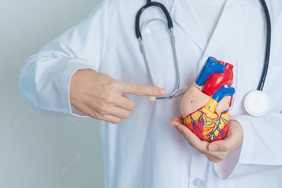 Mulher segurando modelo de coração humano. Doenças cardiovasculares, aterosclerose, coração hipertenso, coração valvular, janela aortopulmonar, dia mundial do coração e conceito de saúde