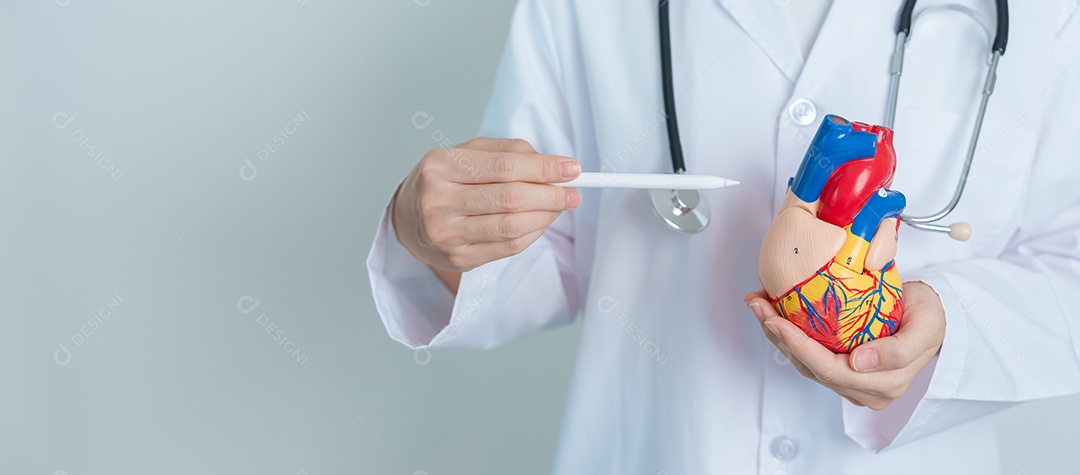 Médico segurando modelo de coração humano. Doenças cardiovasculares, aterosclerose, coração hipertenso, coração valvular, janela aortopulmonar, dia mundial do coração e conceito de saúde