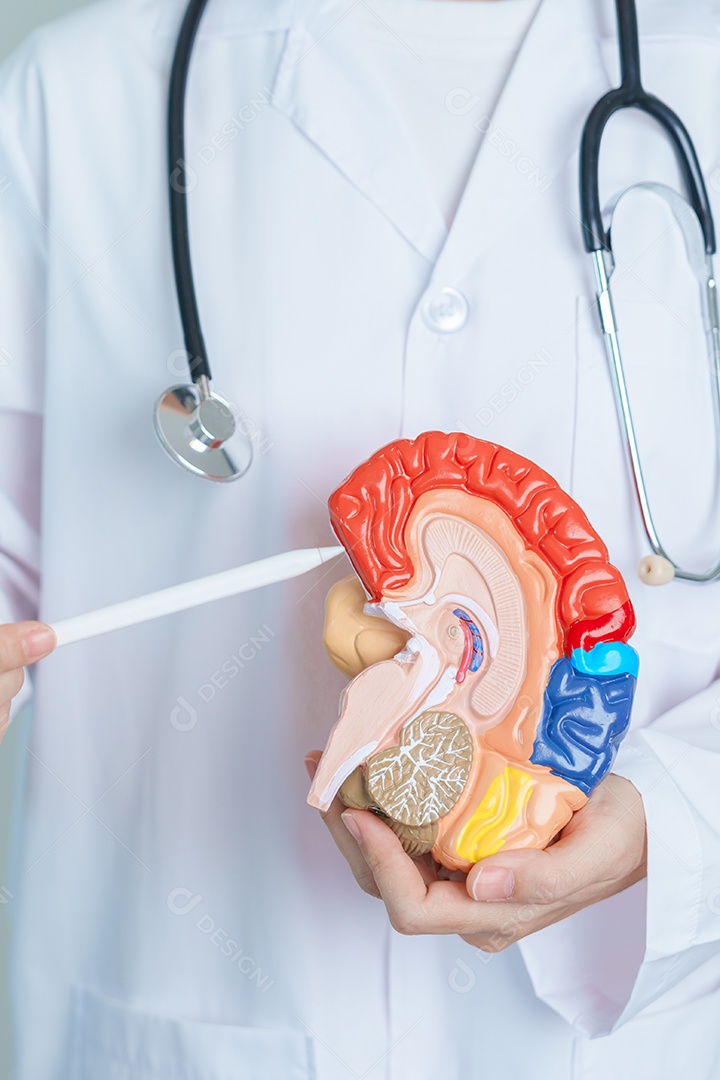 médico segurando modelo de cérebro humano. Dia mundial do tumor cerebral, derrame cerebral, demência, alzheimer, parkinson e conceito mundial de saúde mental