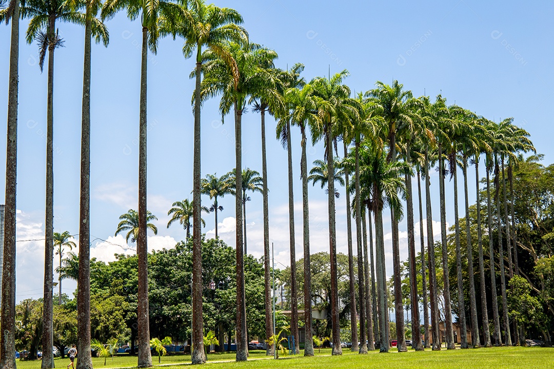 Parque Burle Marx - Parque da Cidade, em São José dos Campos, Brasil. Palmeiras altas e bonitas