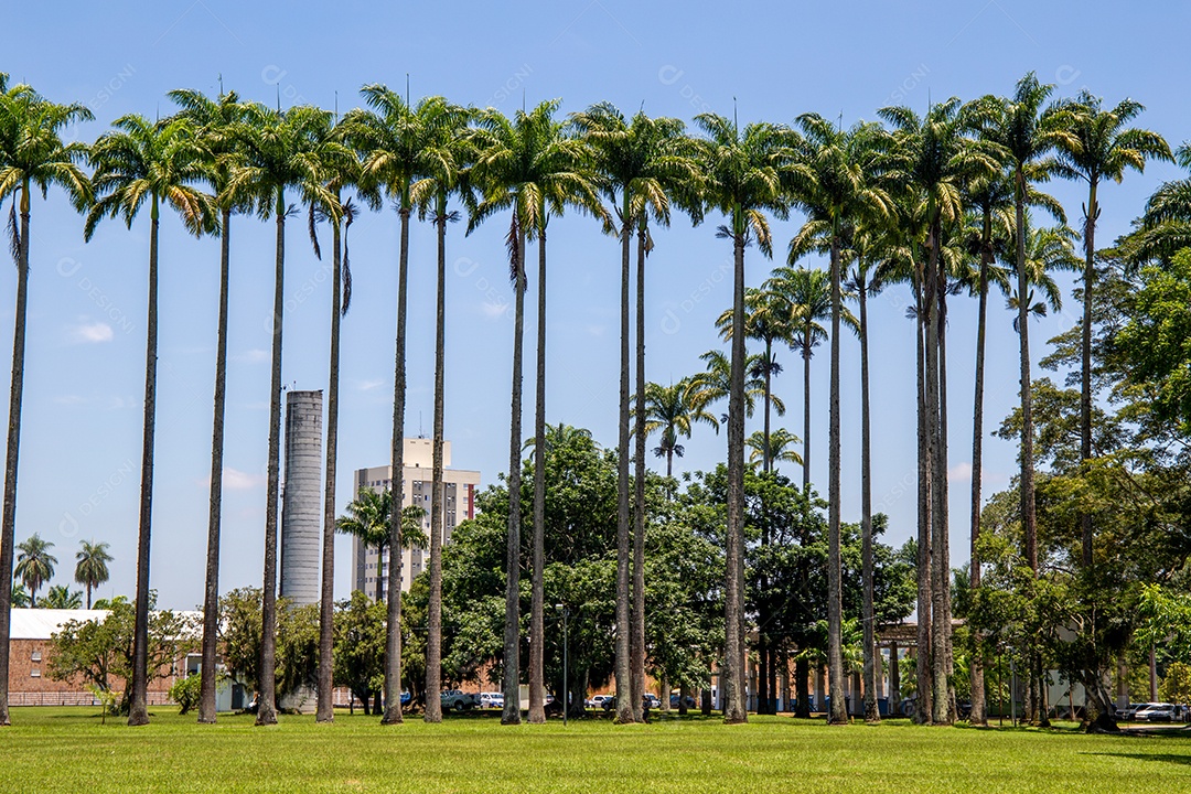 Vista aérea do parque Burle Marx - Parque da Cidade, em São José dos Campos, Brasil. Palmeiras altas e bonitas.
