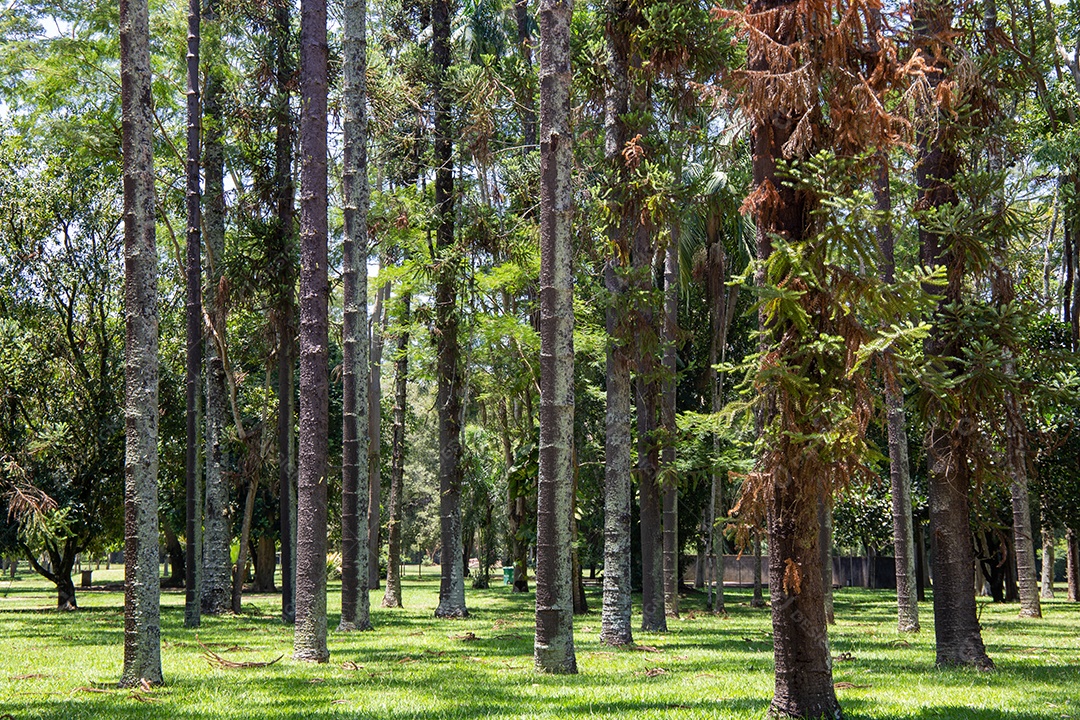 Parque Burle Marx - Parque da Cidade, em São José dos Campos, Brasil. Palmeiras altas e bonitas