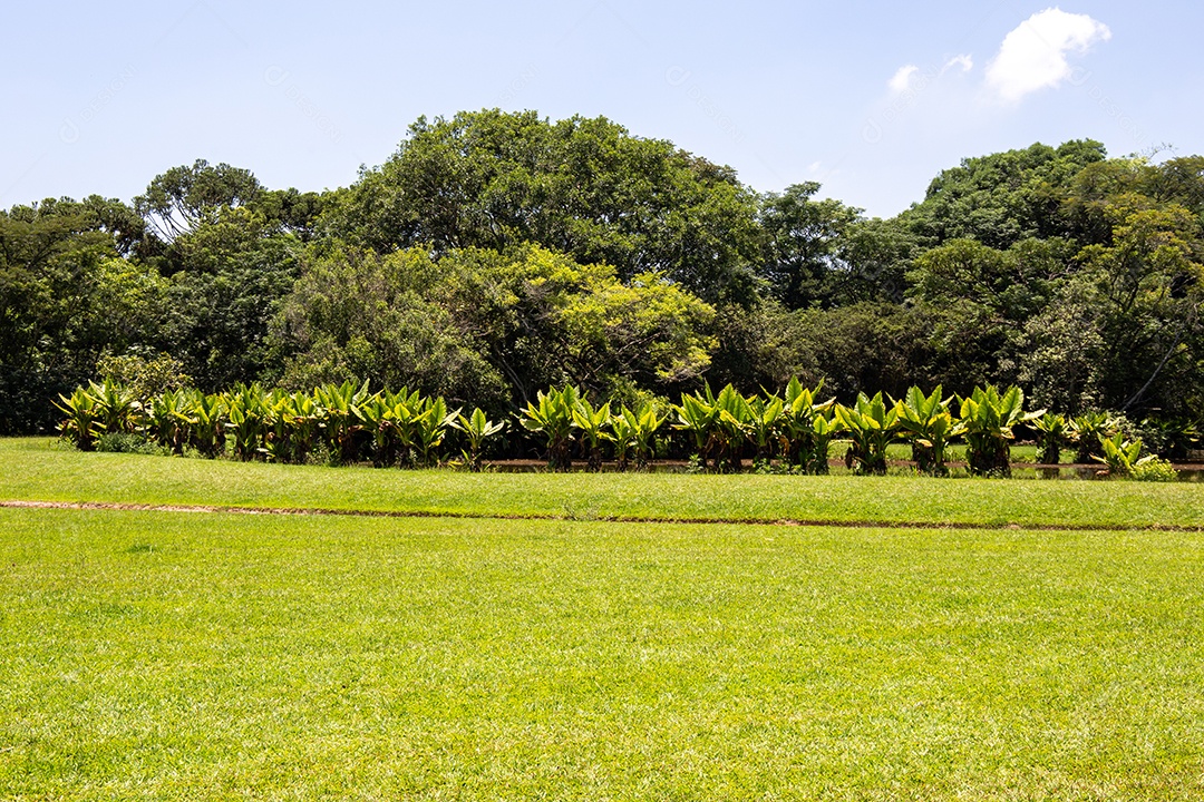 Parque Burle Marx - Parque da Cidade, em São José dos Campos, SP. Belo lago com árvores típicas.