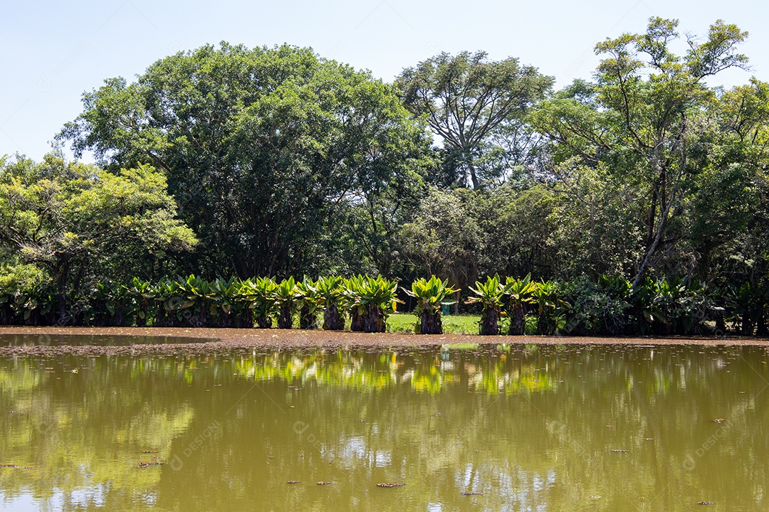 Parque Burle Marx - Parque da Cidade, em São José dos Campos, SP. Belo lago com árvores típicas.