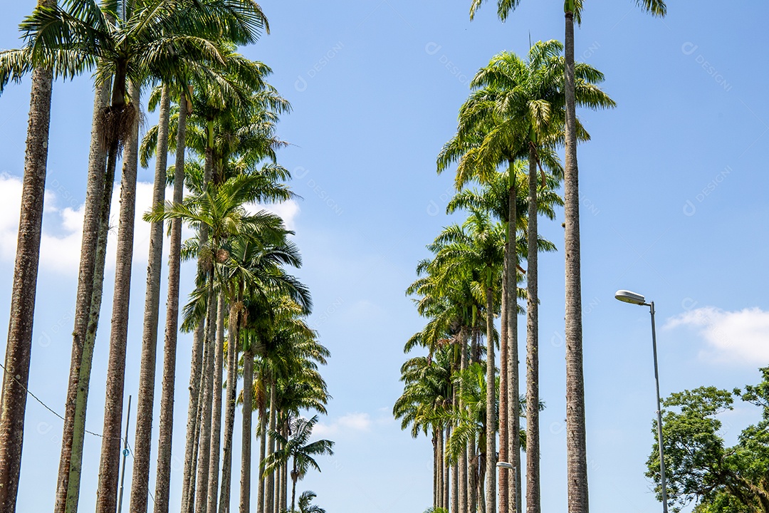 Parque Burle Marx - Parque da Cidade, em São José dos Campos, Brasil. Palmeiras altas e bonitas