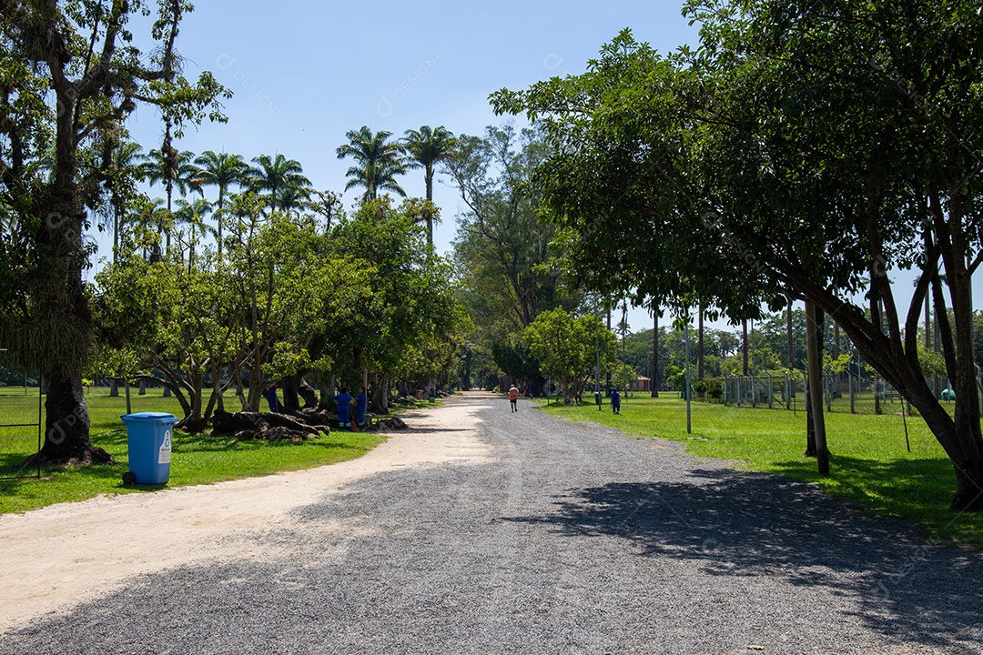 Parque Burle Marx - Parque da Cidade, em São José dos Campos, Brasil. Palmeiras altas e bonitas