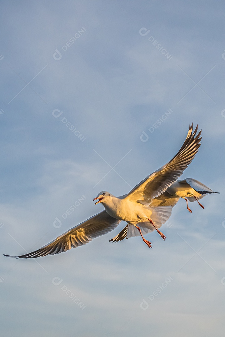 Gaivota voando alto no vento. gaivota voadora.