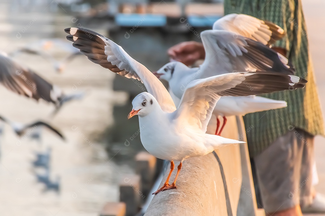 A gaivota está parada na beira da ponte.