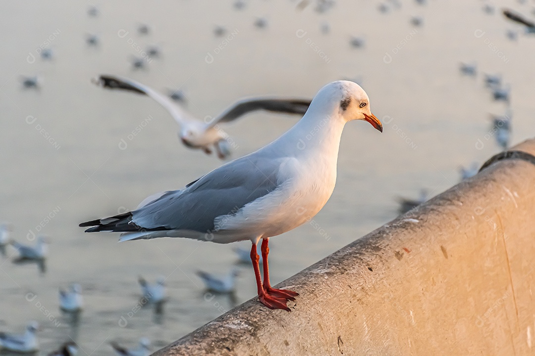 A gaivota está parada na beira da ponte.