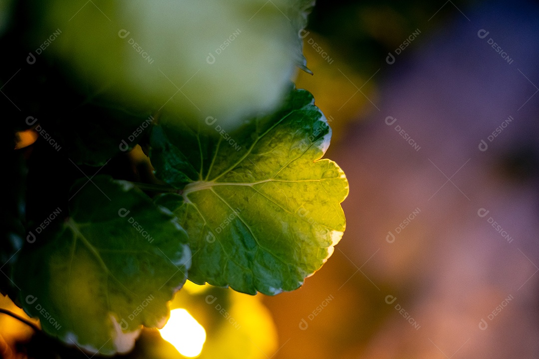 Folhas verde sobre fundo desfocado