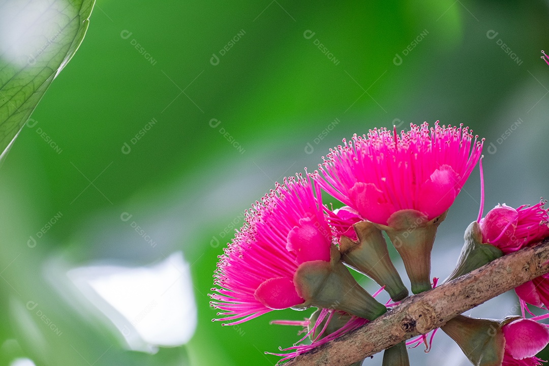 Flores rosas sobre floresta