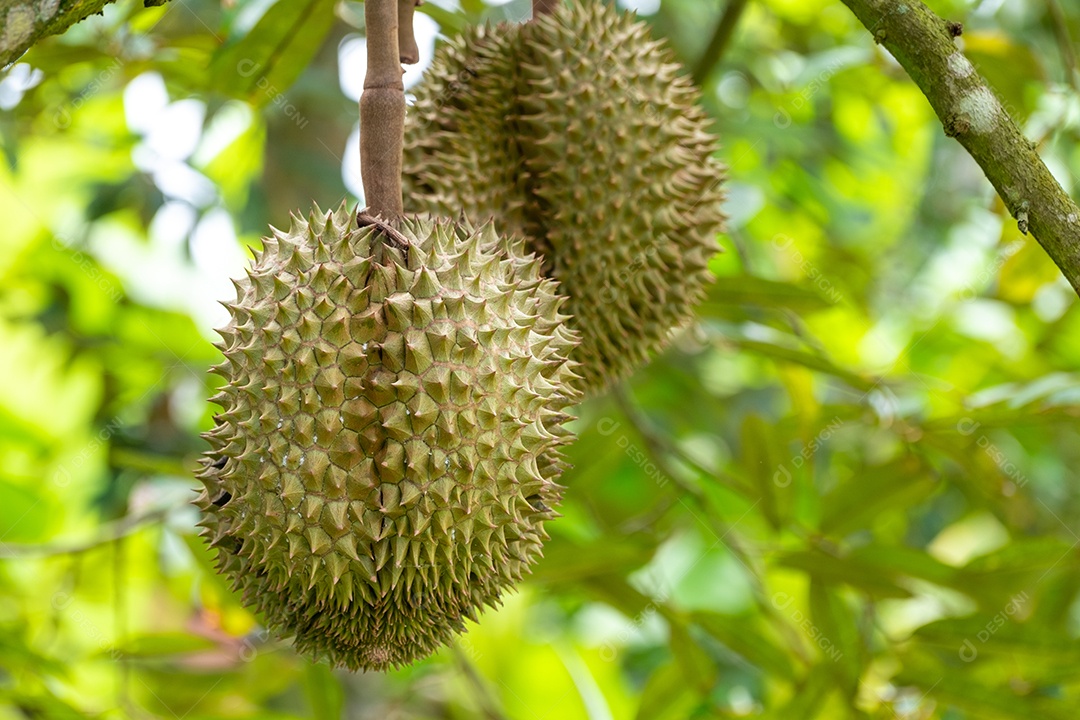 Durião Plantas empilhados