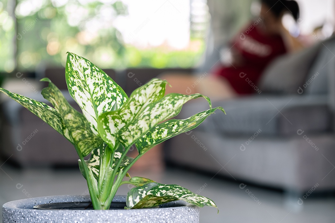Folhagem de Aglaonema em vaso em casa, Spring Snow Chinese Evergreen, folha tropical exótica, fundo Evergreen chinês, conceito saudável de árvore purificadora de ar de casa de plantas