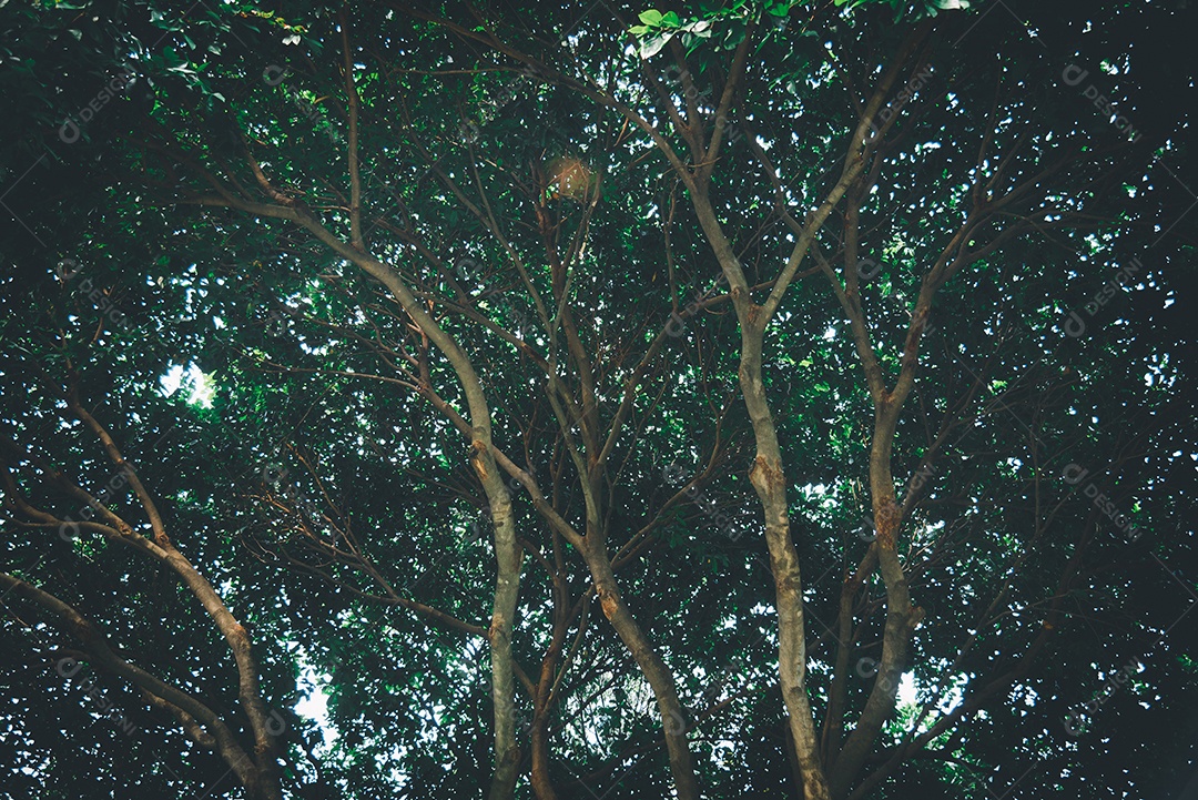 Árvore em um ângulo amplo do céu no alto de uma árvore com folhas verdes frescas ao redor da paisagem