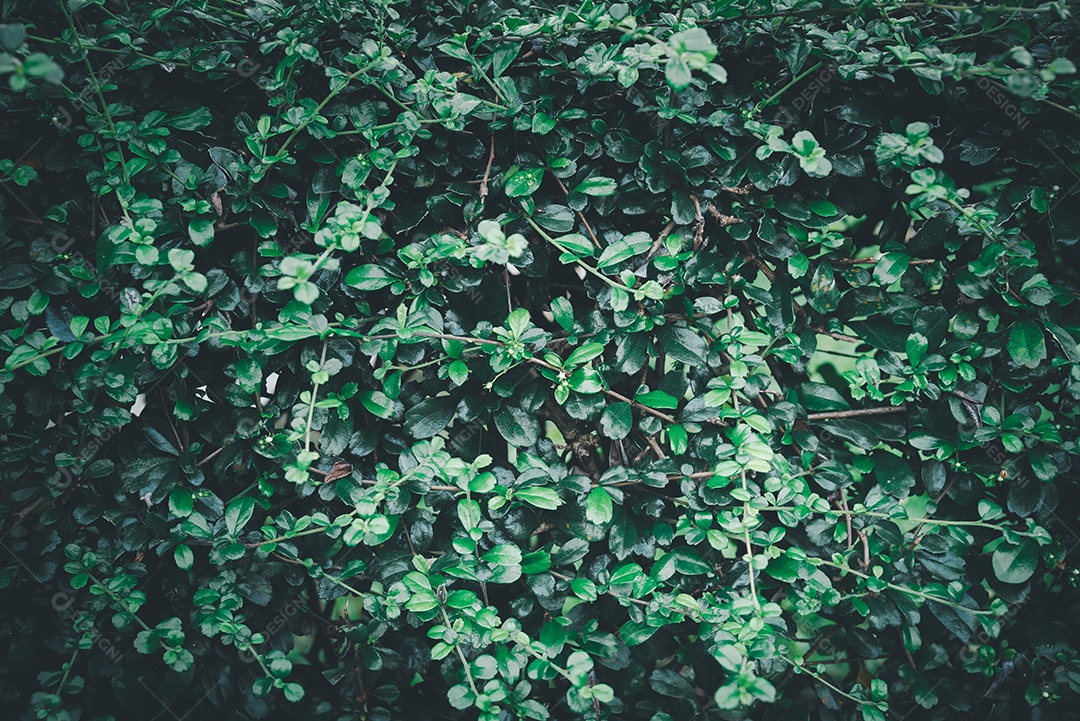 Árvore em um ângulo amplo do céu no alto de uma árvore com folhas verdes frescas ao redor da paisagem