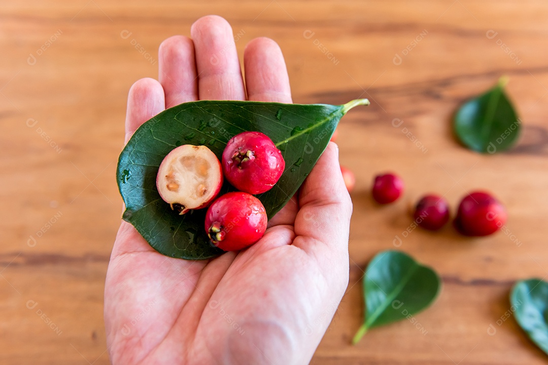 Mão segurando a fruta vermelha de goiaba Cattley (Psidium bovinoyanum)