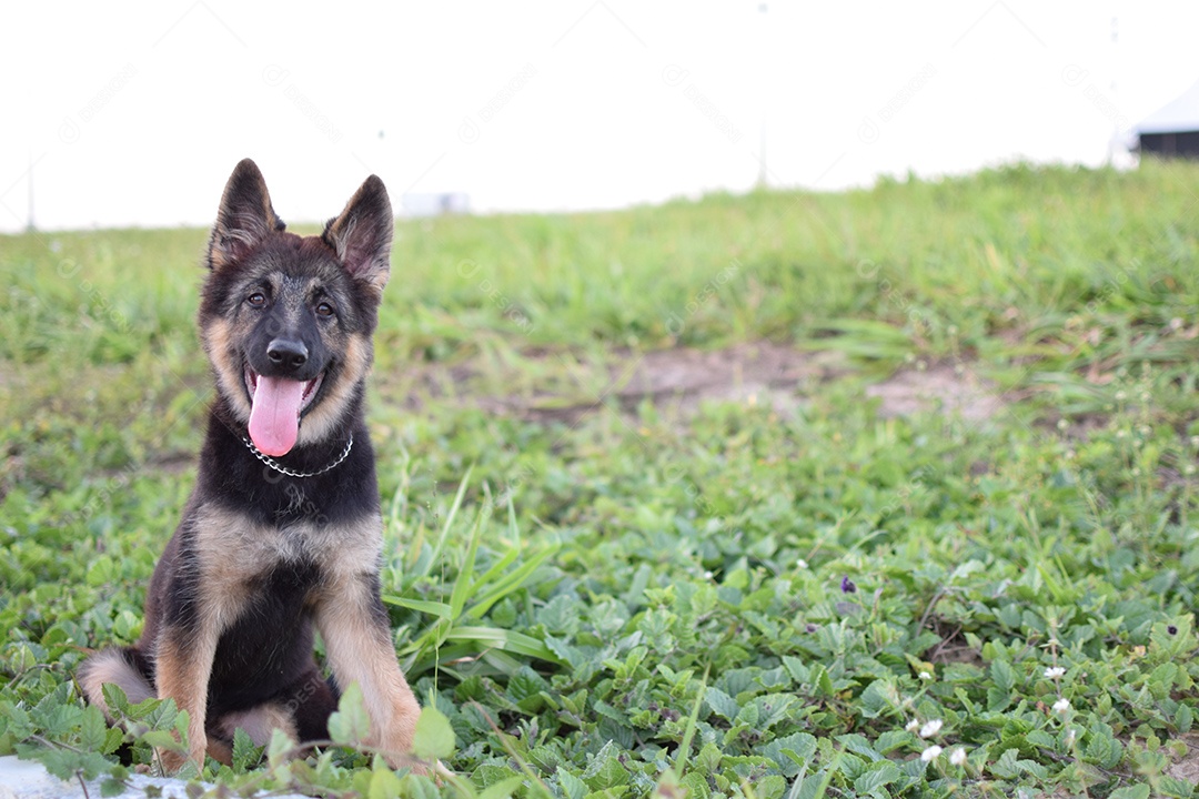 Lindo cachorro de raça sobre um campo verde gramado