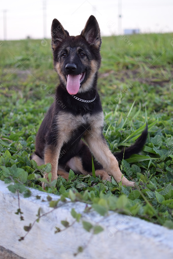 Lindo cachorro de raça sobre um campo verde gramado