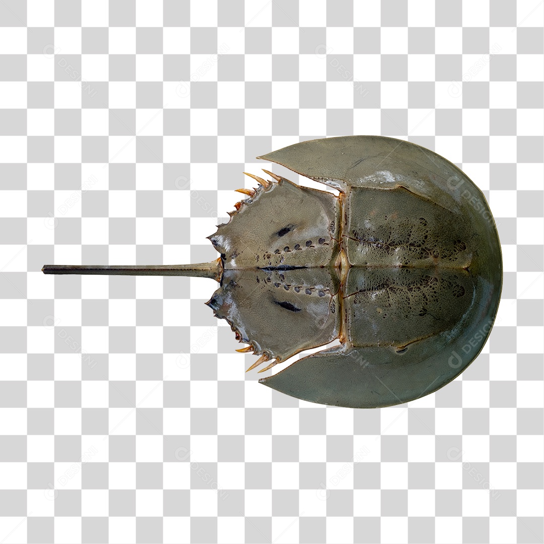 Caranguejo Ferradura PNG Transparente