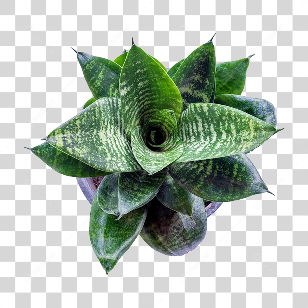 Planta Verde PNG Transparente