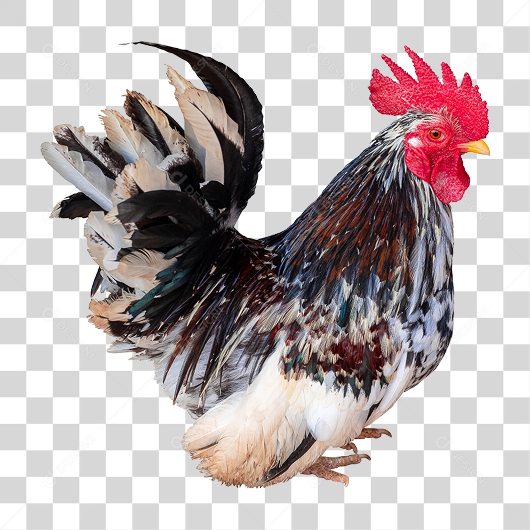 Galo Galinheiro PNG Transparente