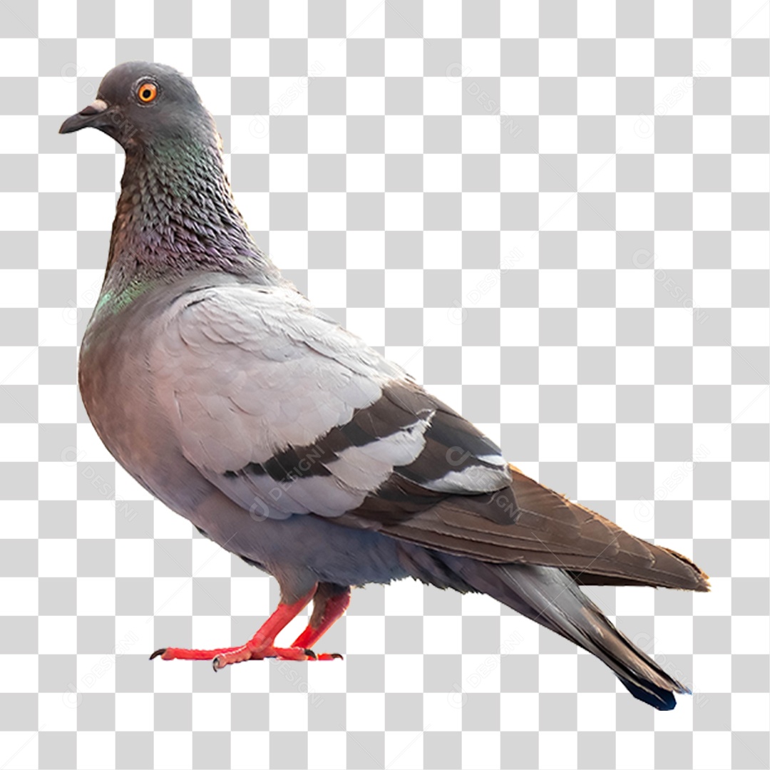 Pombo Ave PNG Transparente