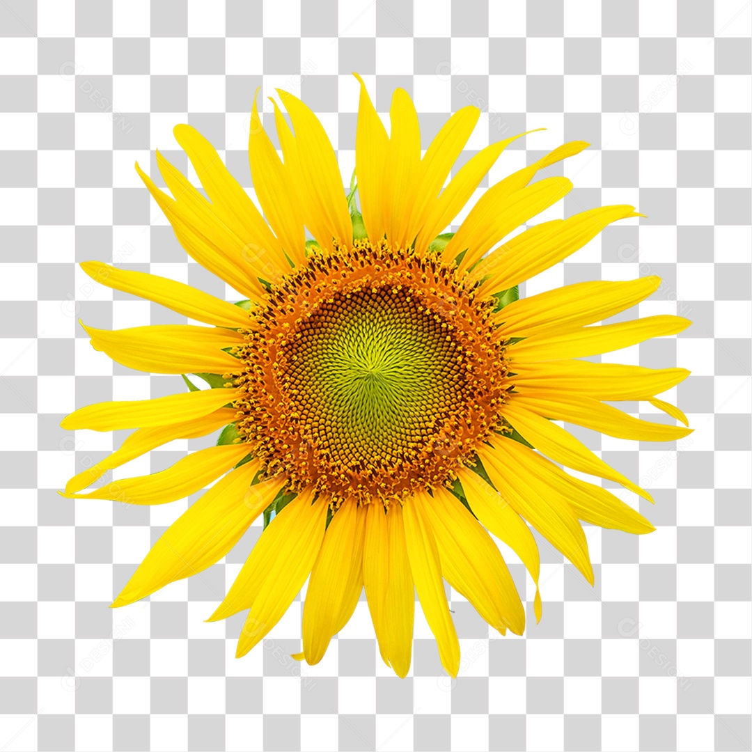 Flor Girassol PNG Transparente