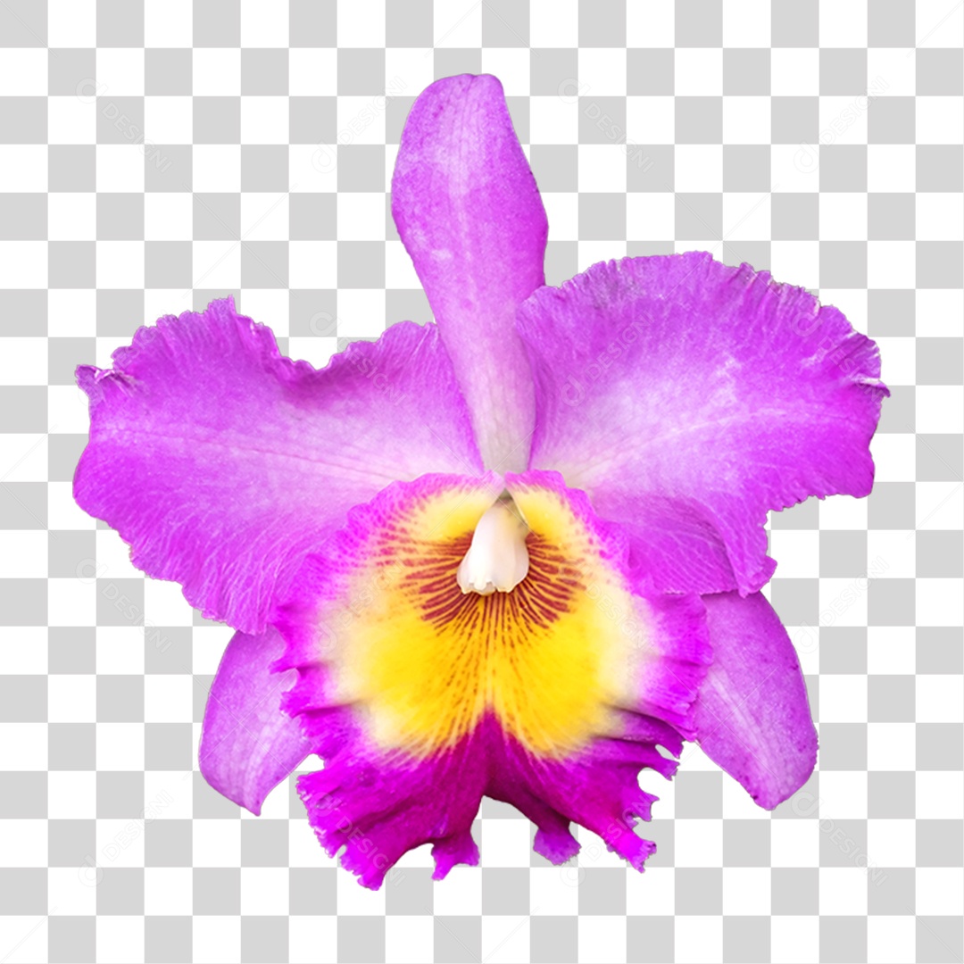 Flor Roxa PNG Transparente