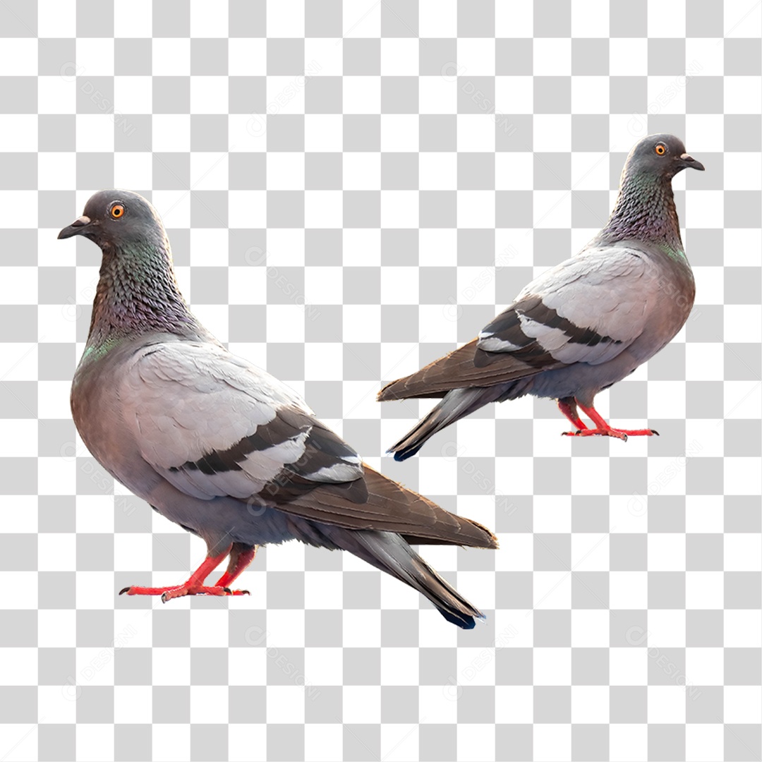 Pombo Ave PNG Transparente