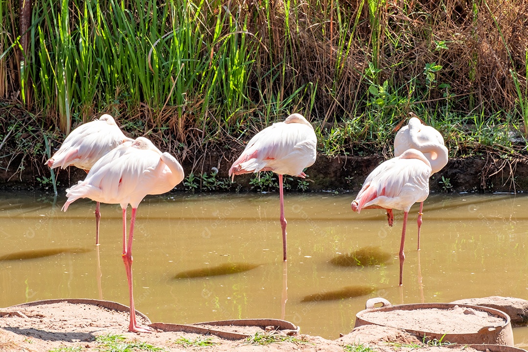 Pássaro Ave sobre floresta