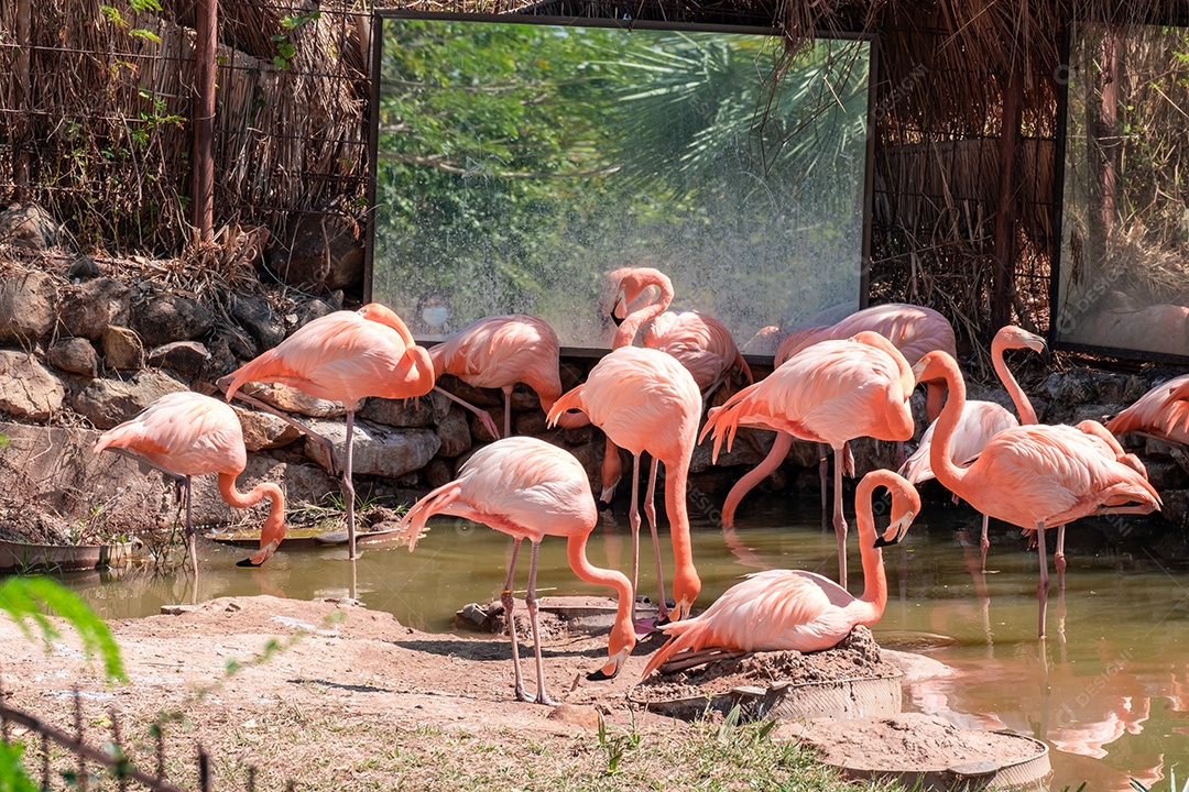 Pássaro Ave sobre floresta
