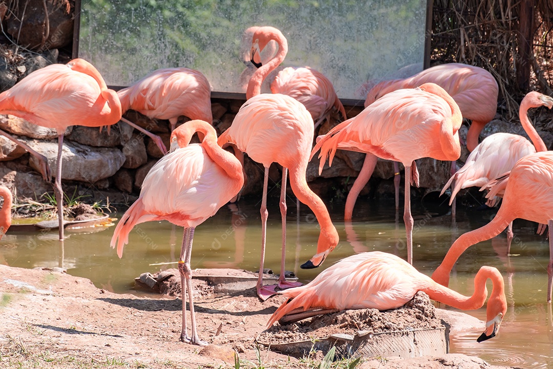 Pássaro Ave sobre floresta