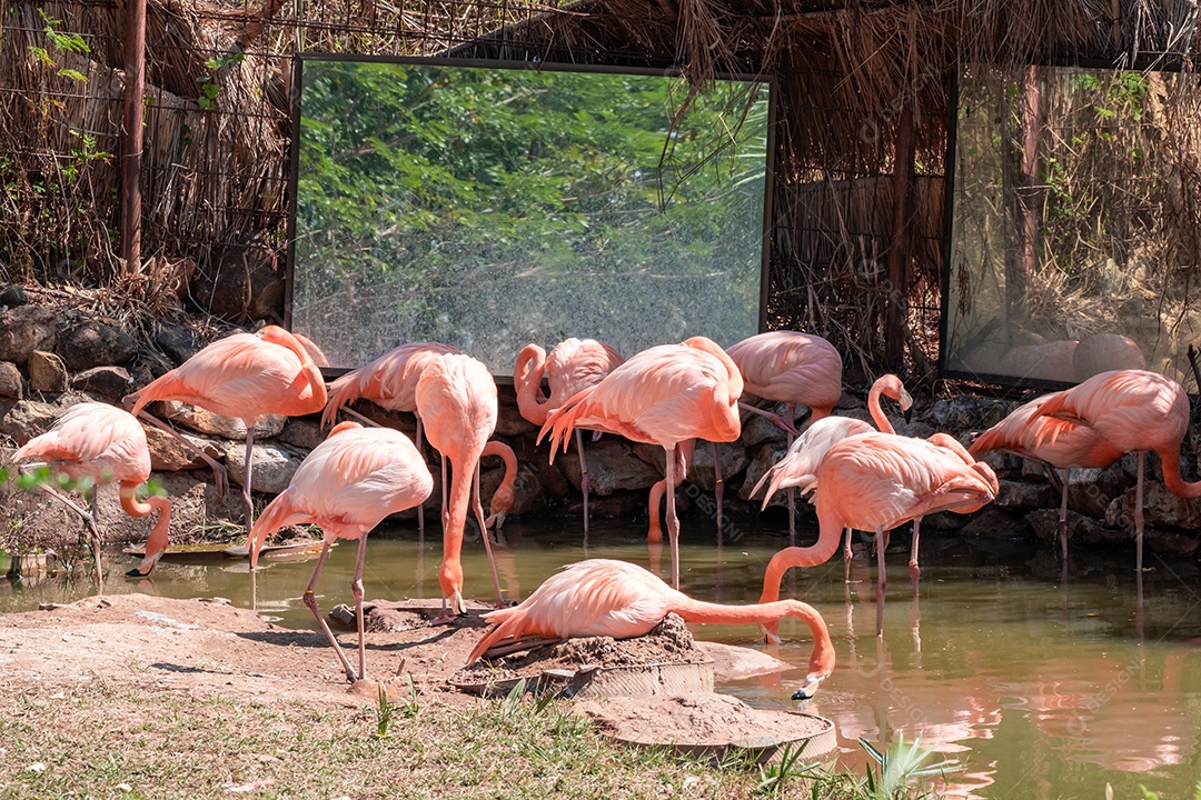 Pássaro Ave sobre floresta