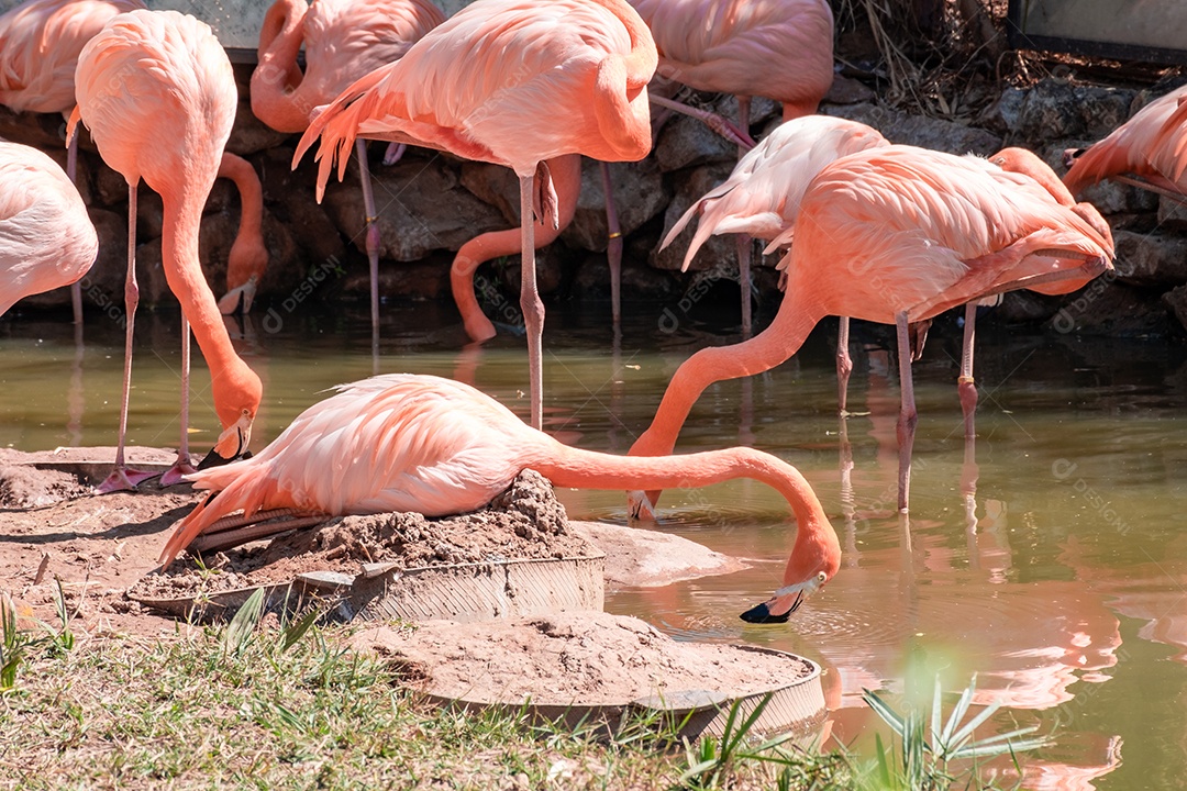 Pássaro Ave sobre floresta
