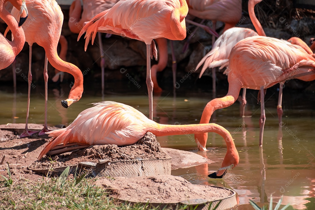Pássaro Ave sobre floresta