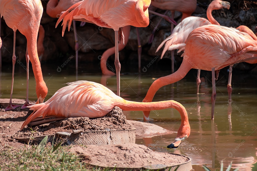 Pássaro Ave sobre floresta