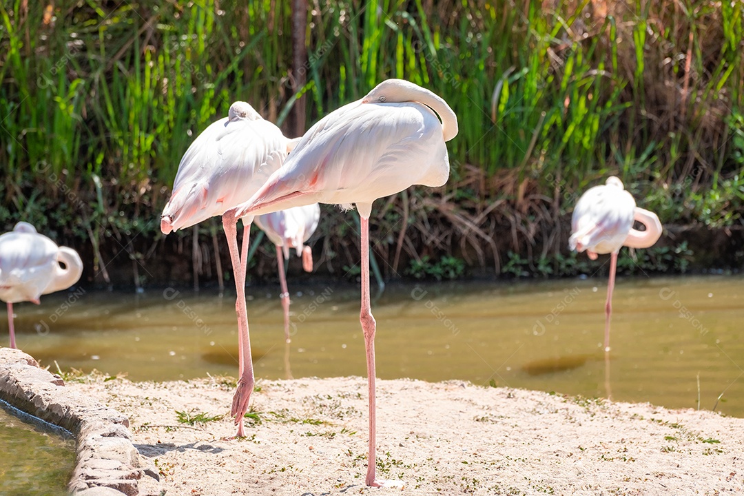 Pássaro Ave sobre floresta