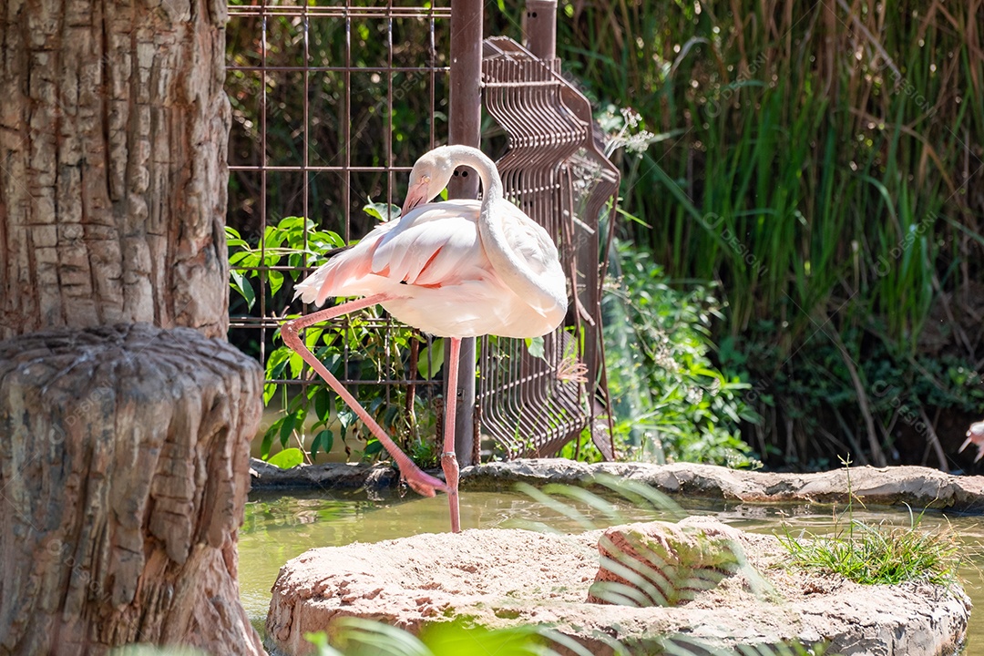 Pássaro Ave sobre floresta