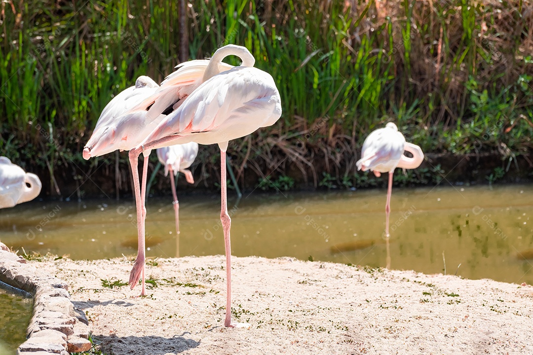 Pássaro Ave sobre floresta