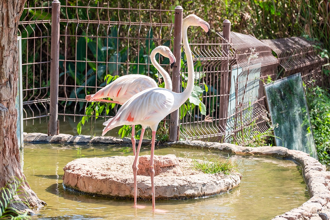 Pássaro Ave sobre floresta