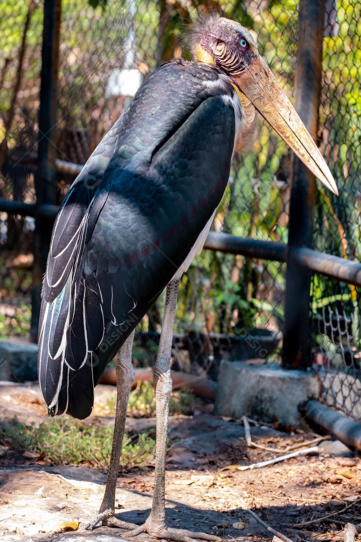 Marabu Ave sobre floresta