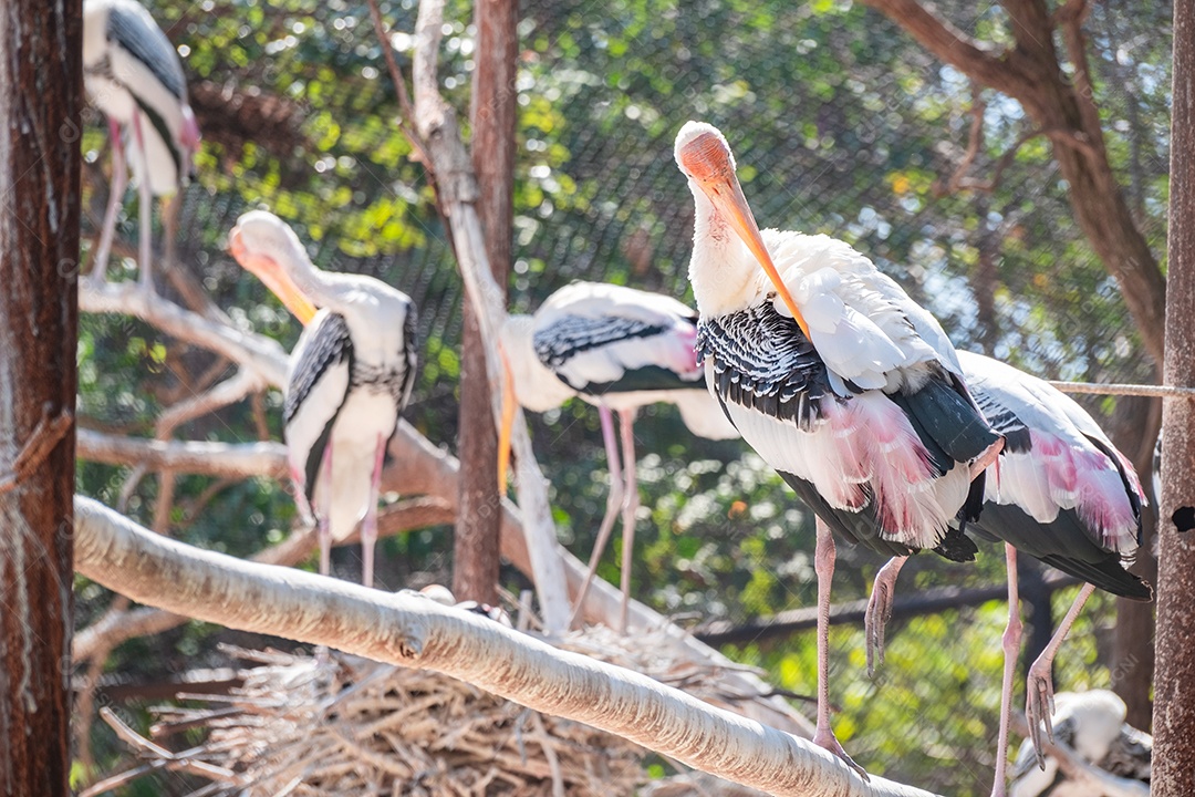 Tântalo indiano Ave sobre floresta