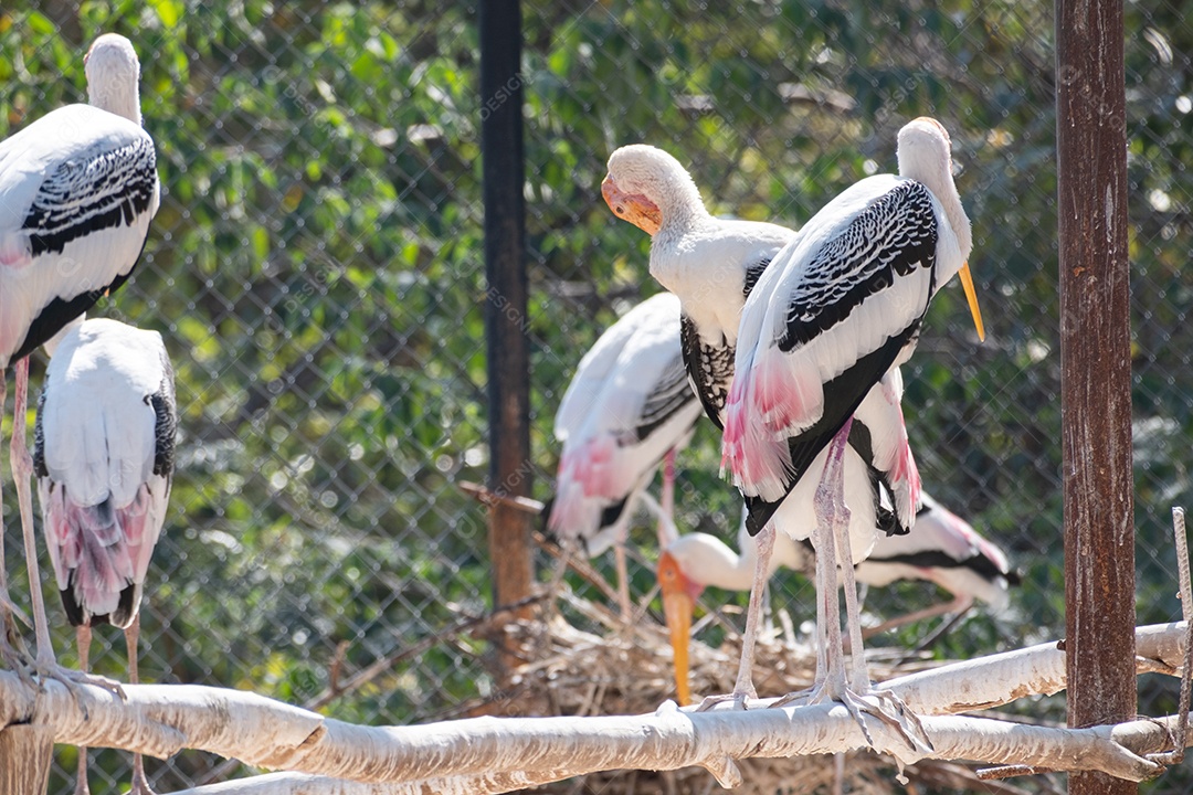 Tântalo indiano Ave sobre floresta