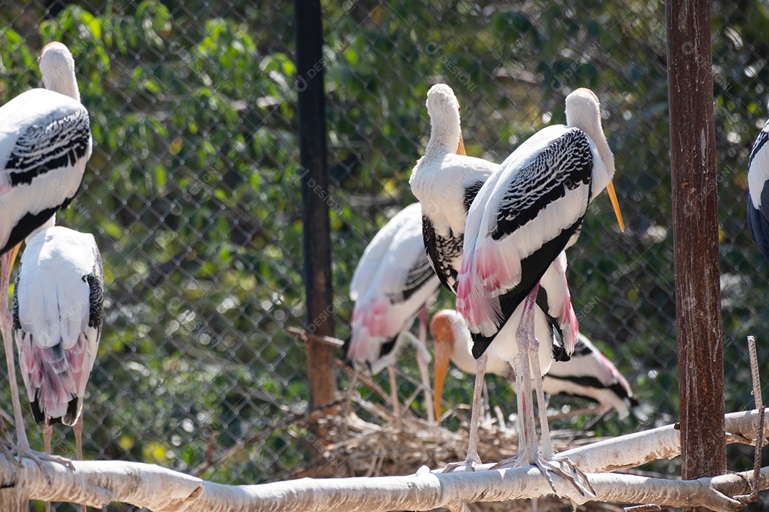 Tântalo indiano Ave sobre floresta